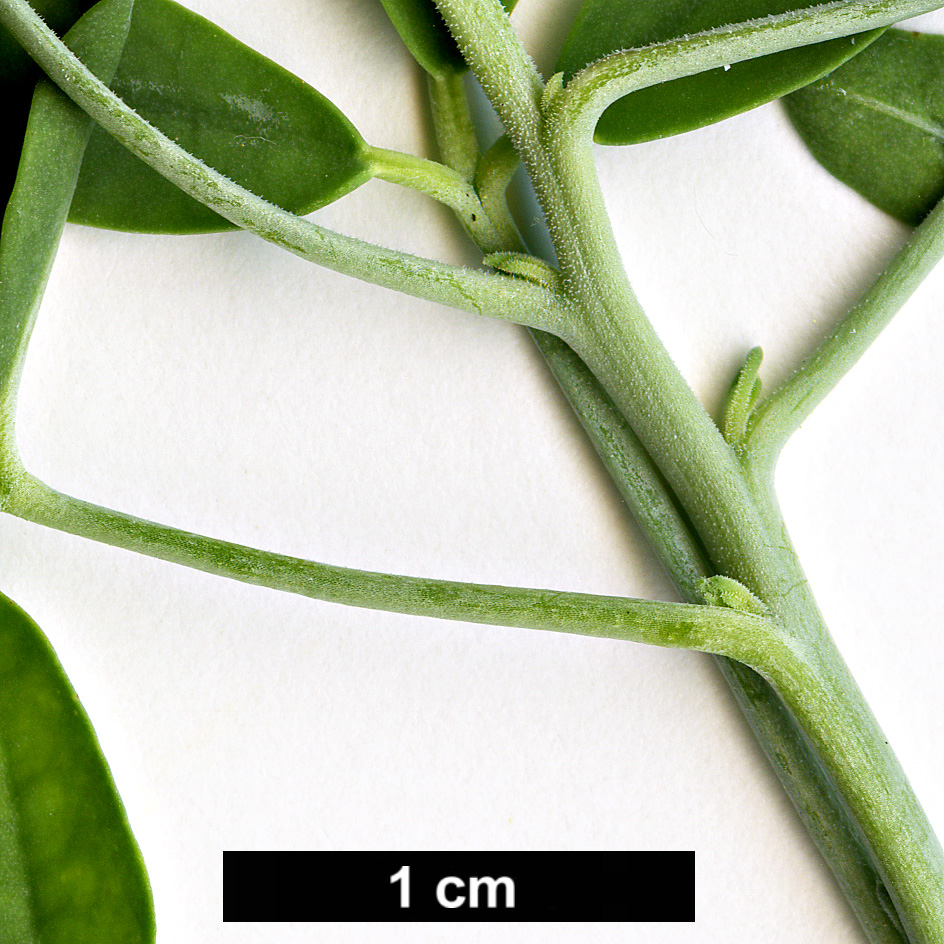 High resolution image: Family: Cleomaceae - Genus: Peritoma - Taxon: arborea